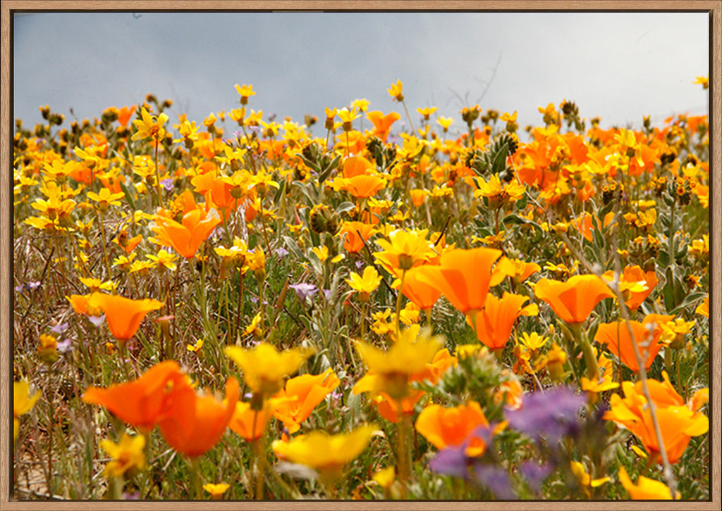canvas_frame