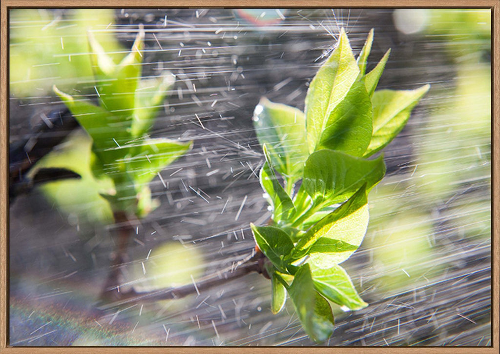 canvas_frame