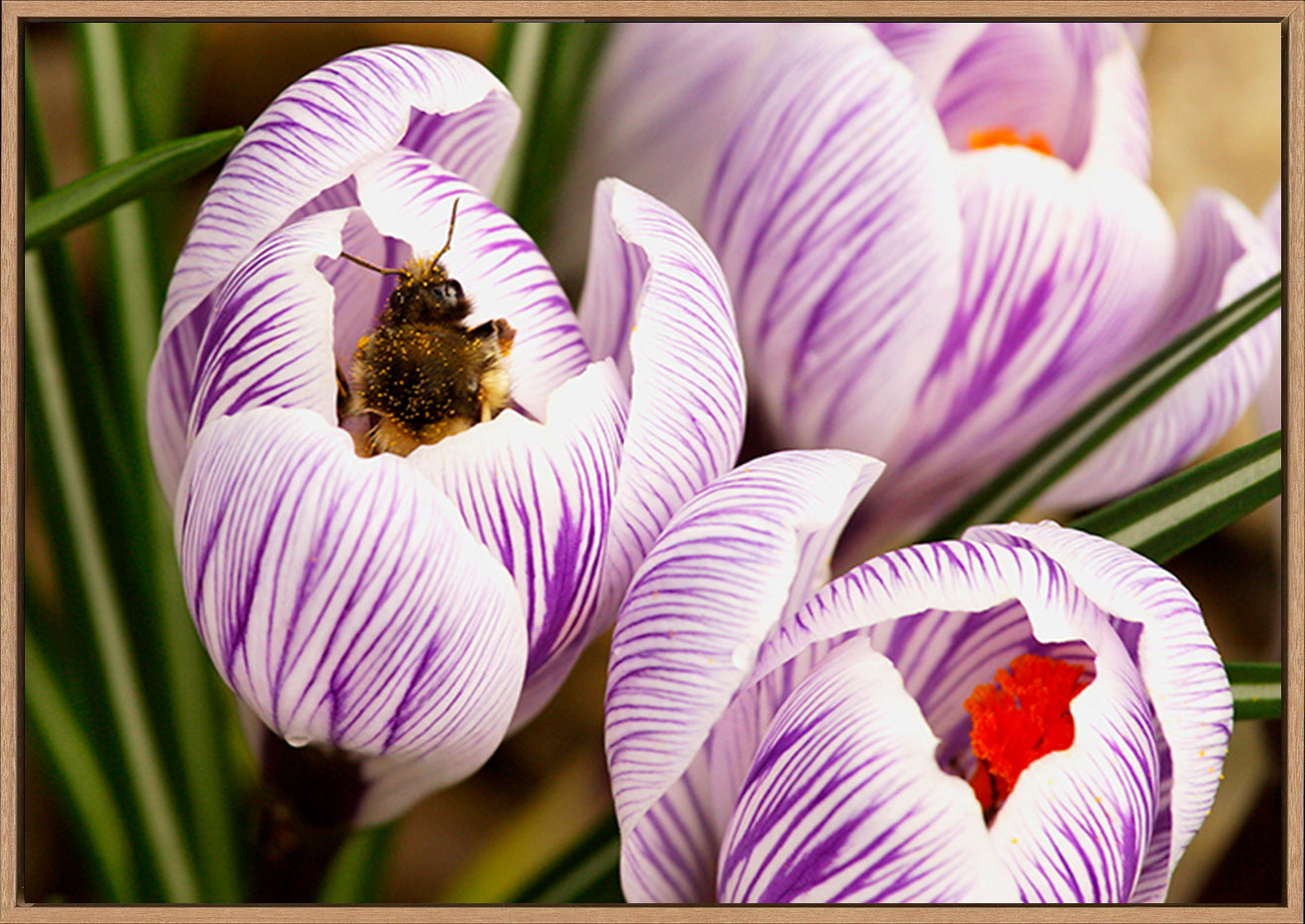 canvas_frame