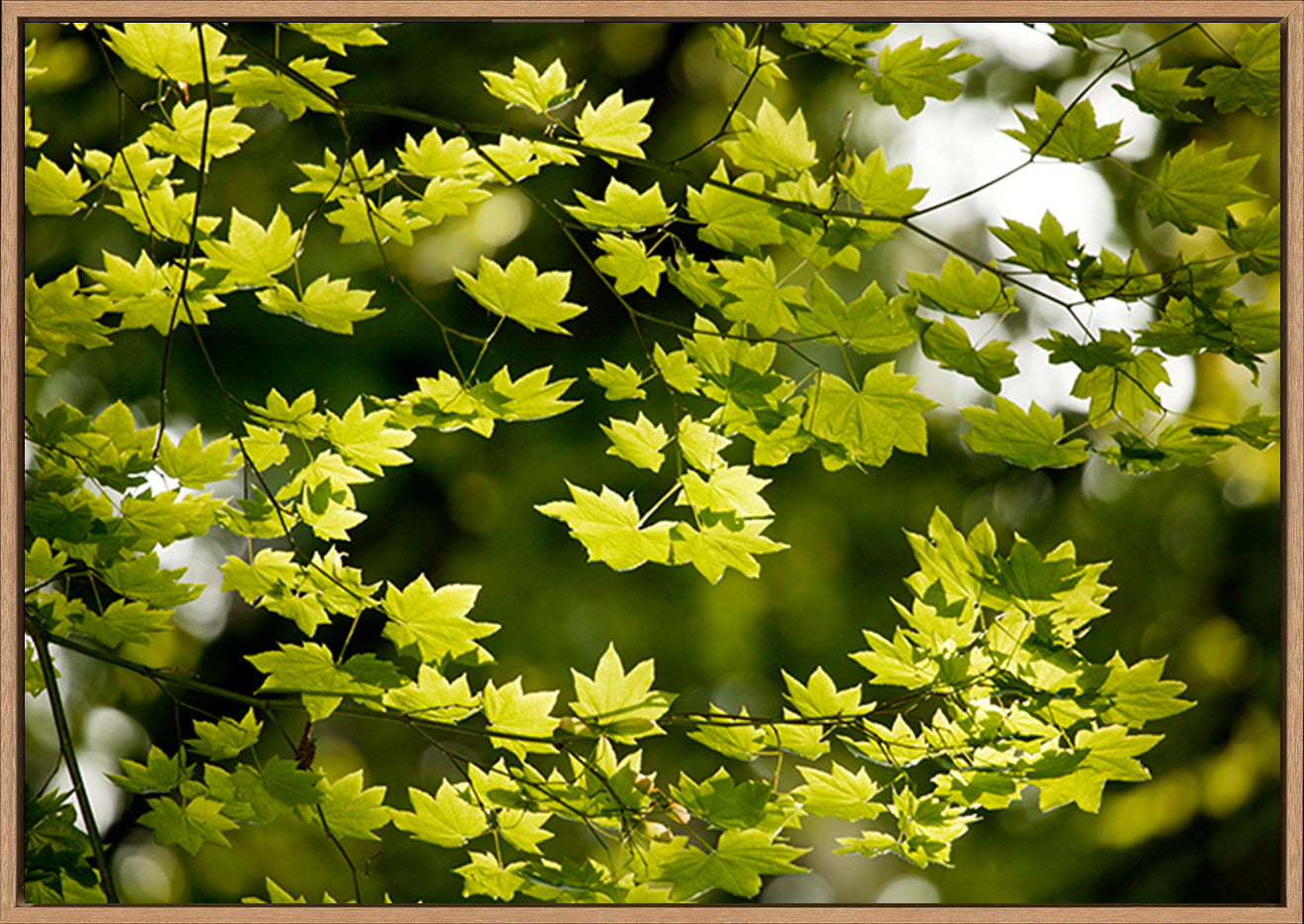 canvas_frame