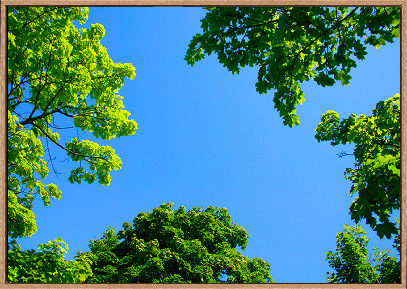 canvas_frame