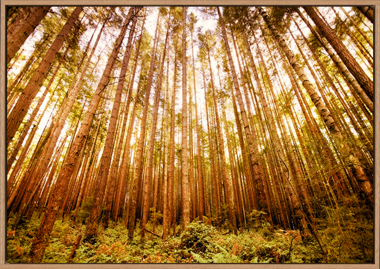 canvas_frame