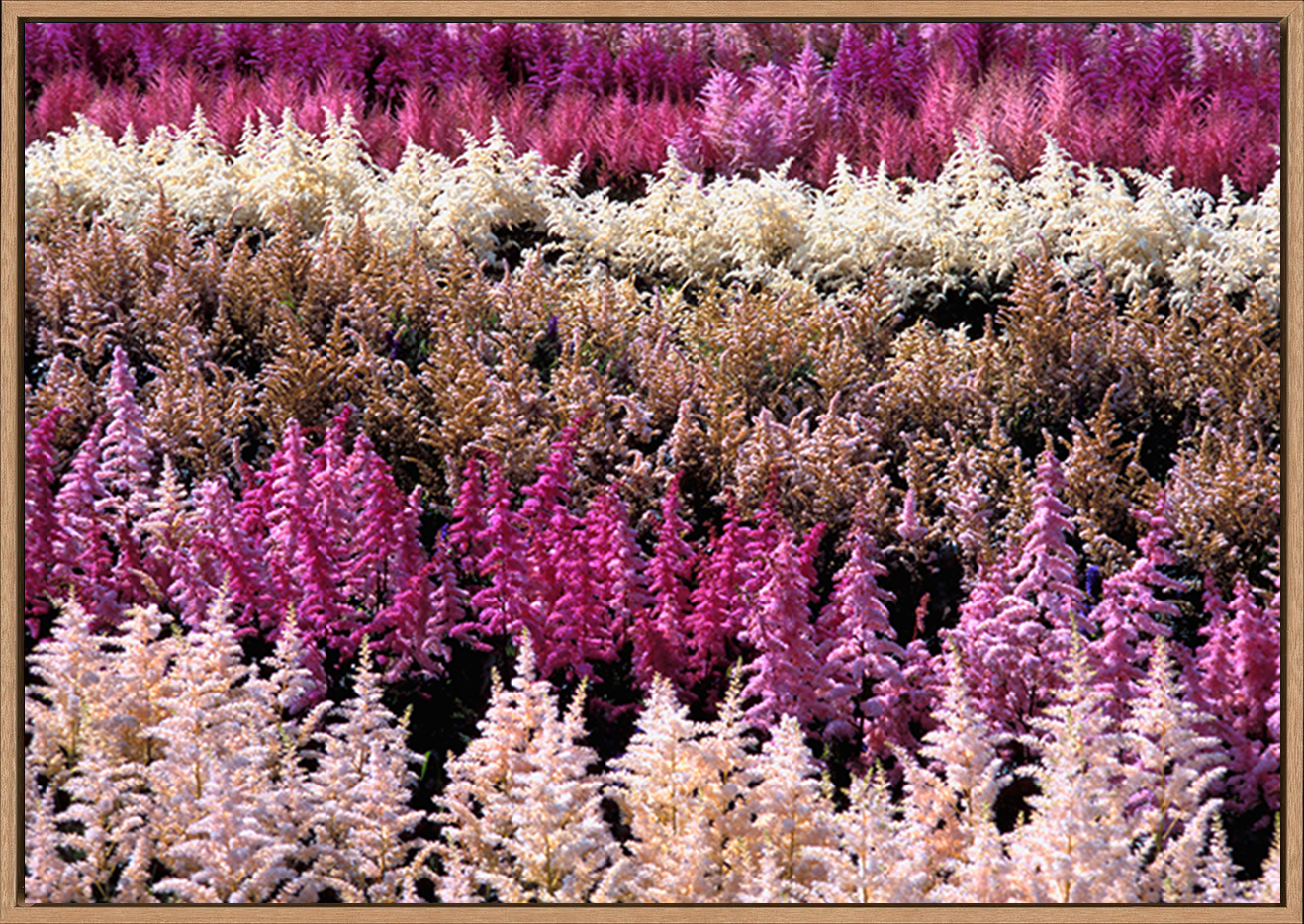 canvas_frame