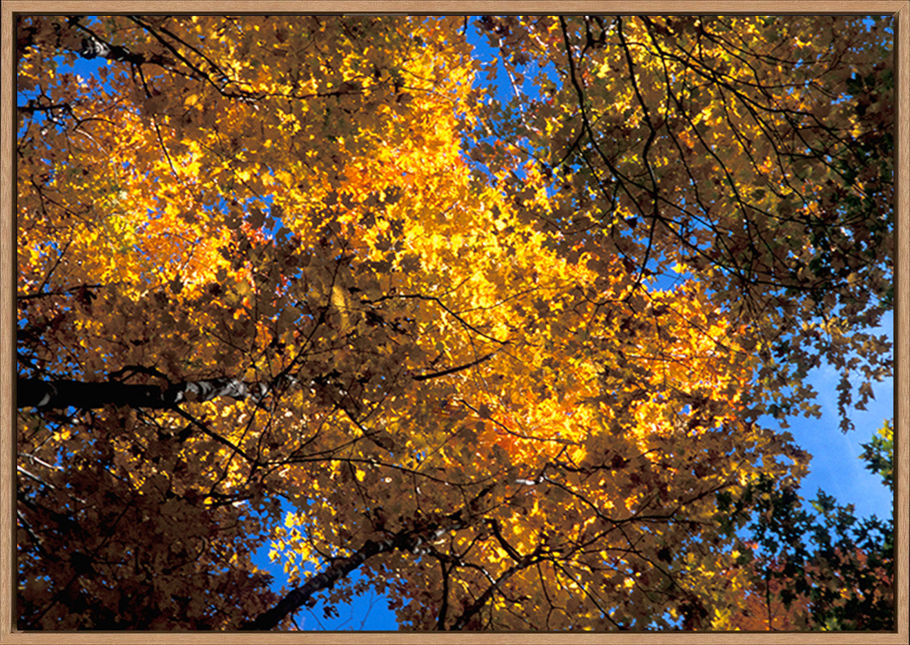 canvas_frame