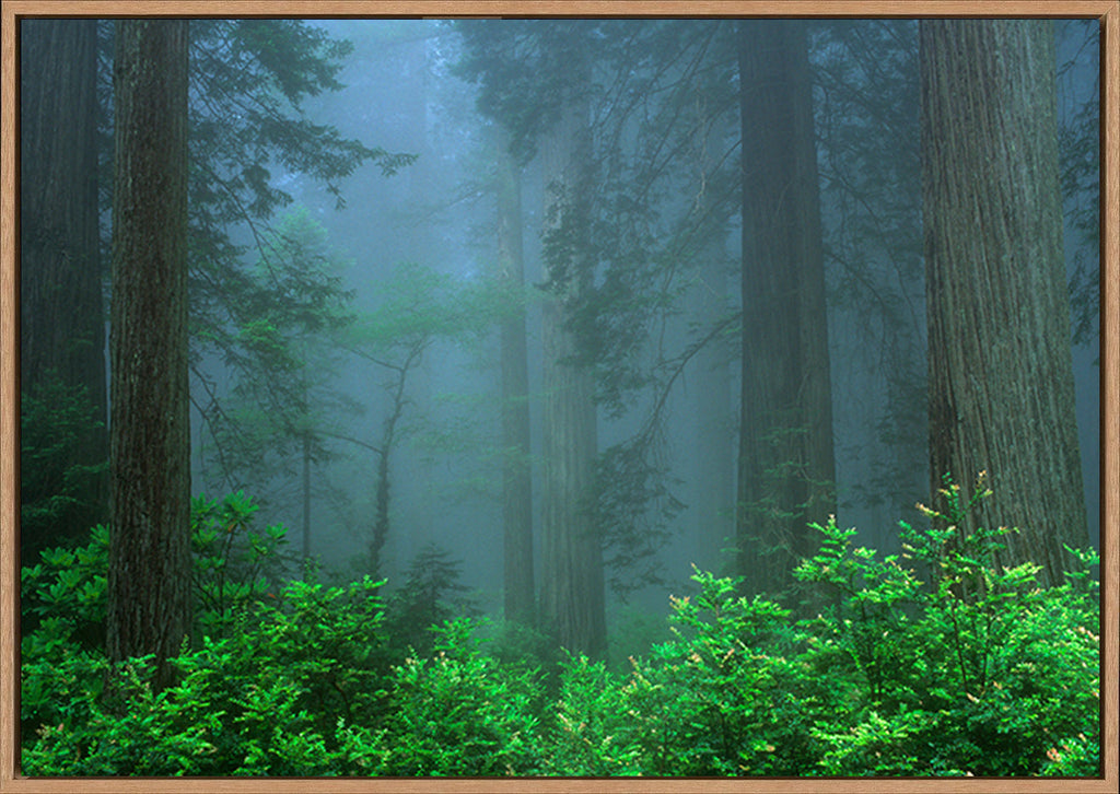canvas_frame