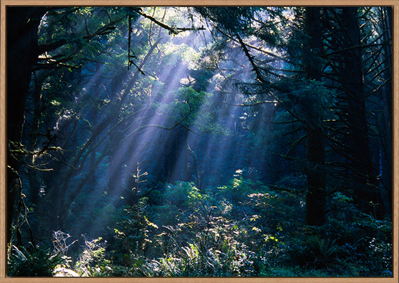 canvas_frame