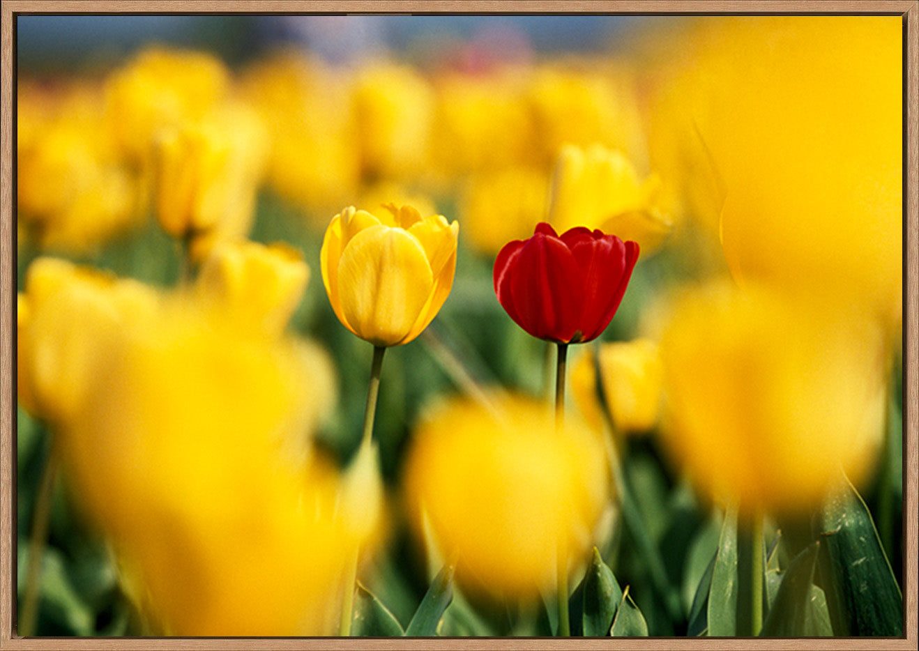 canvas_frame