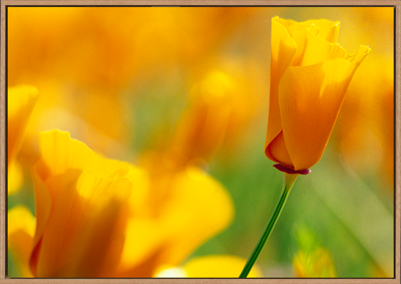 canvas_frame