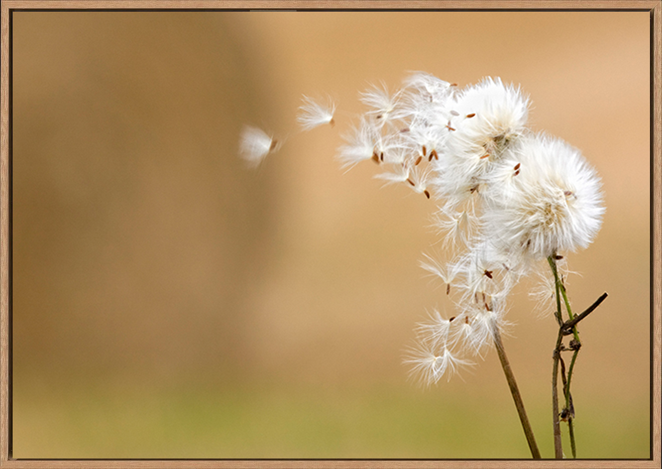 canvas_frame