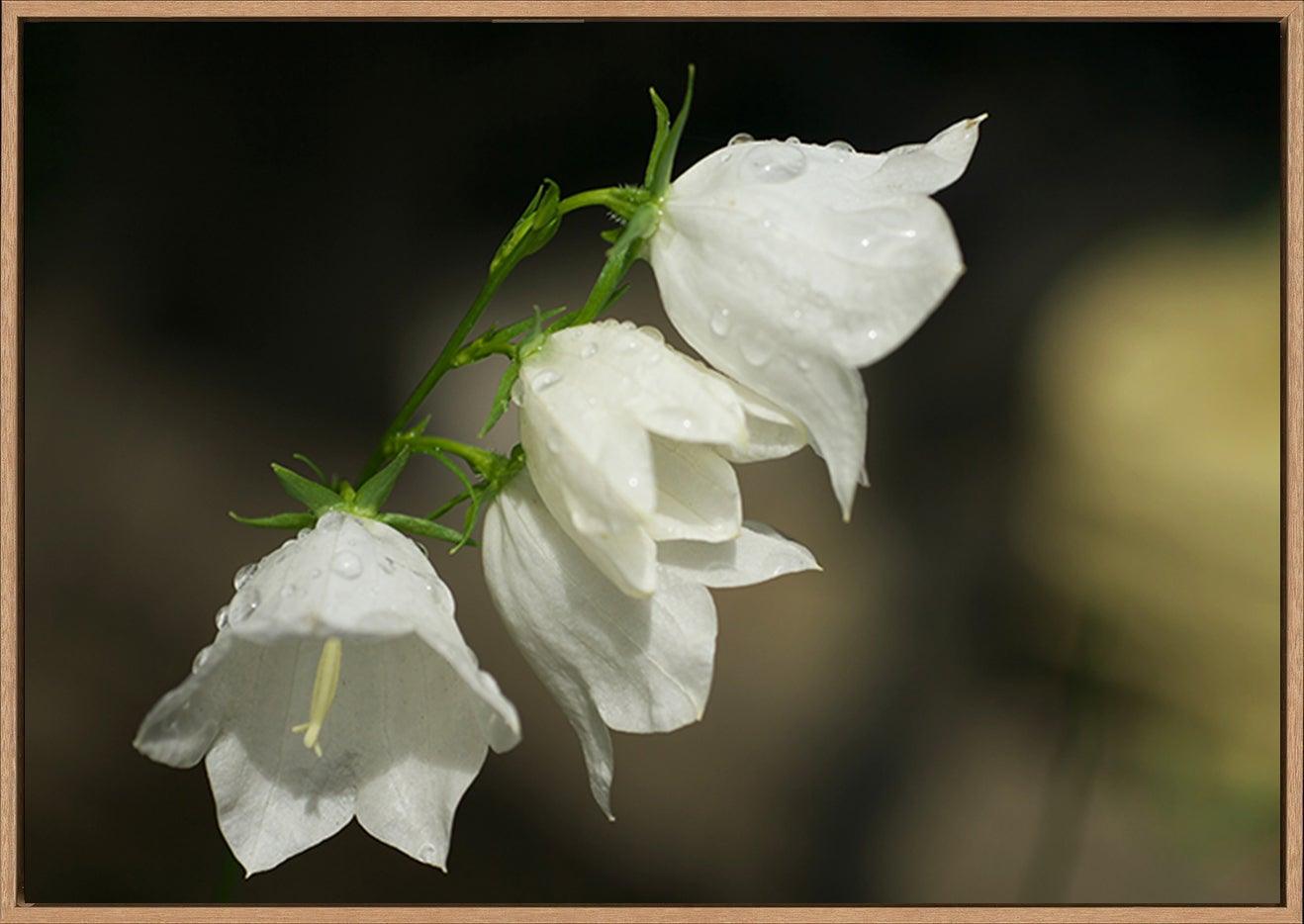 canvas_frame