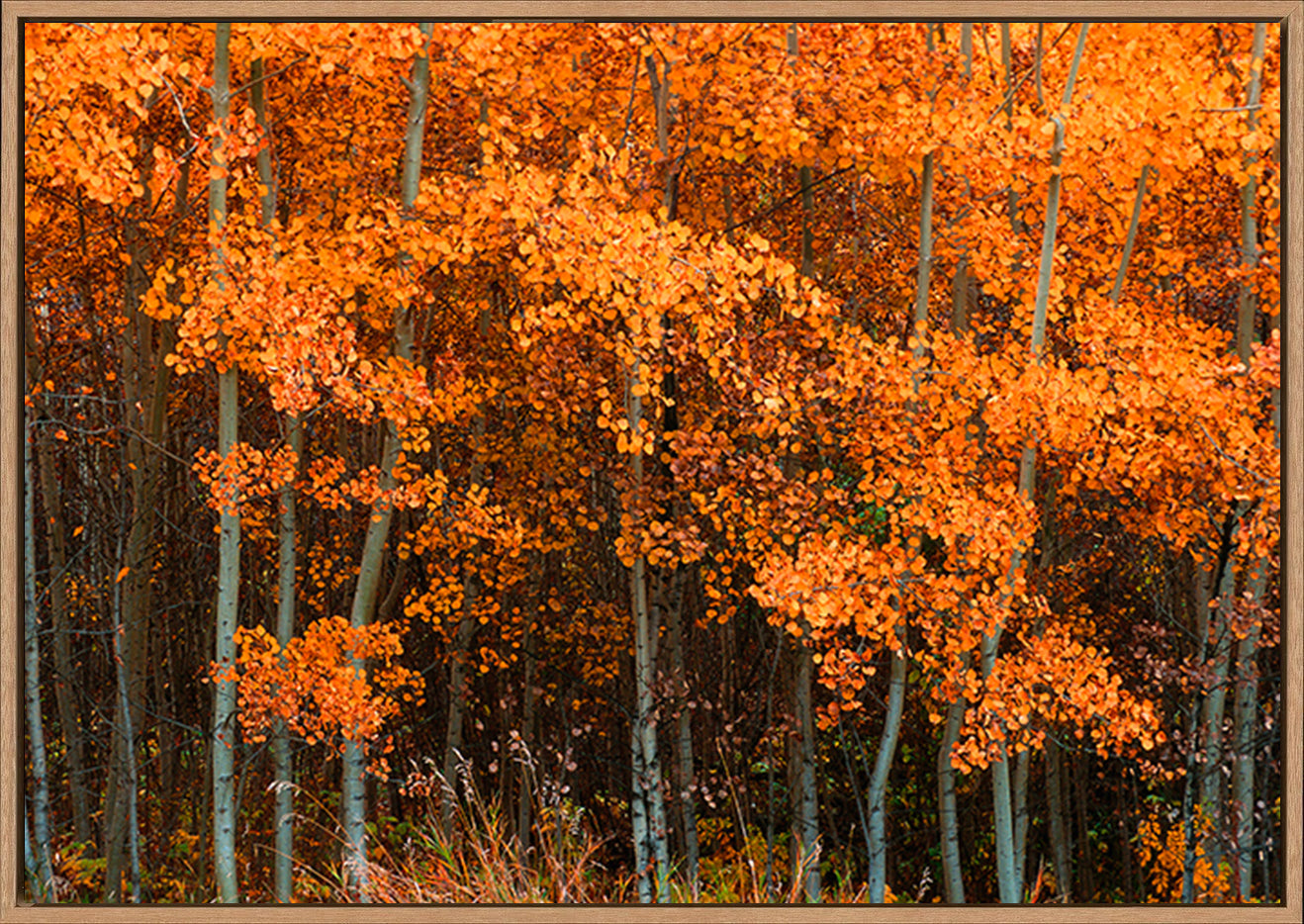 canvas_frame