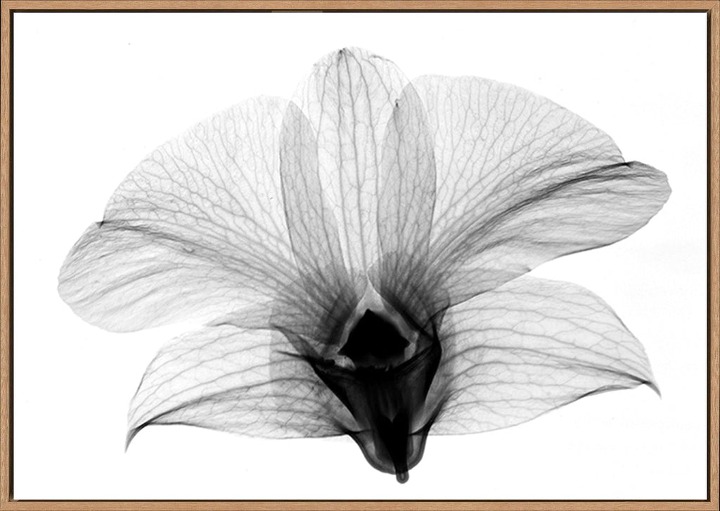 canvas_frame