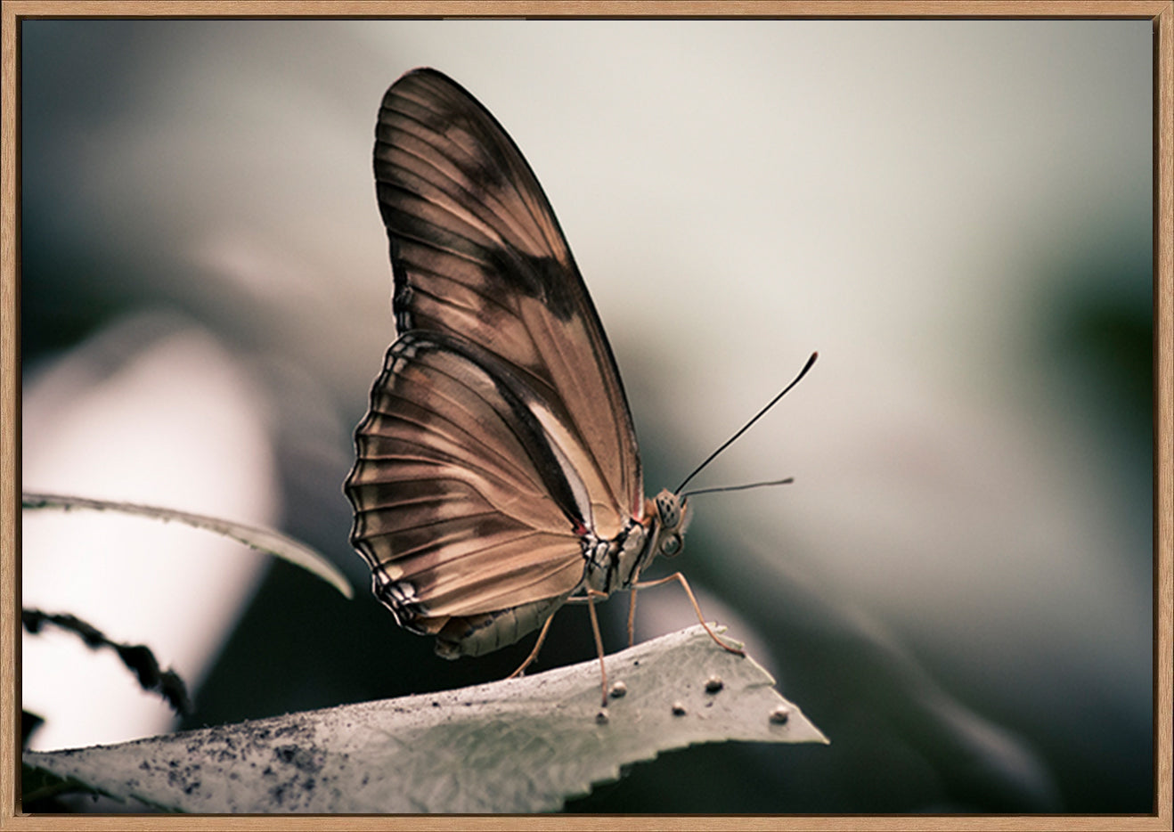 canvas_frame