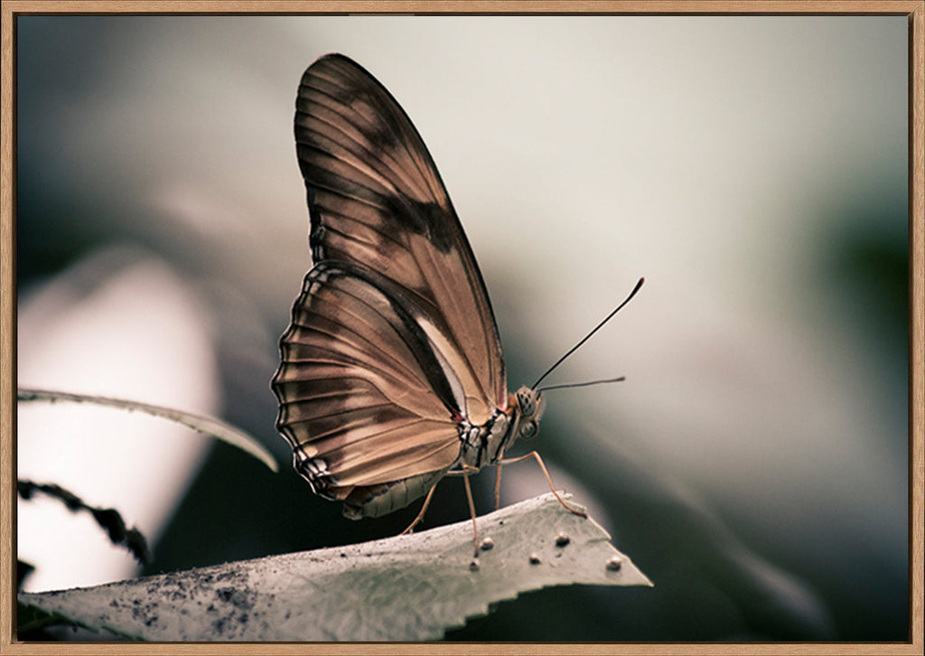 canvas_frame