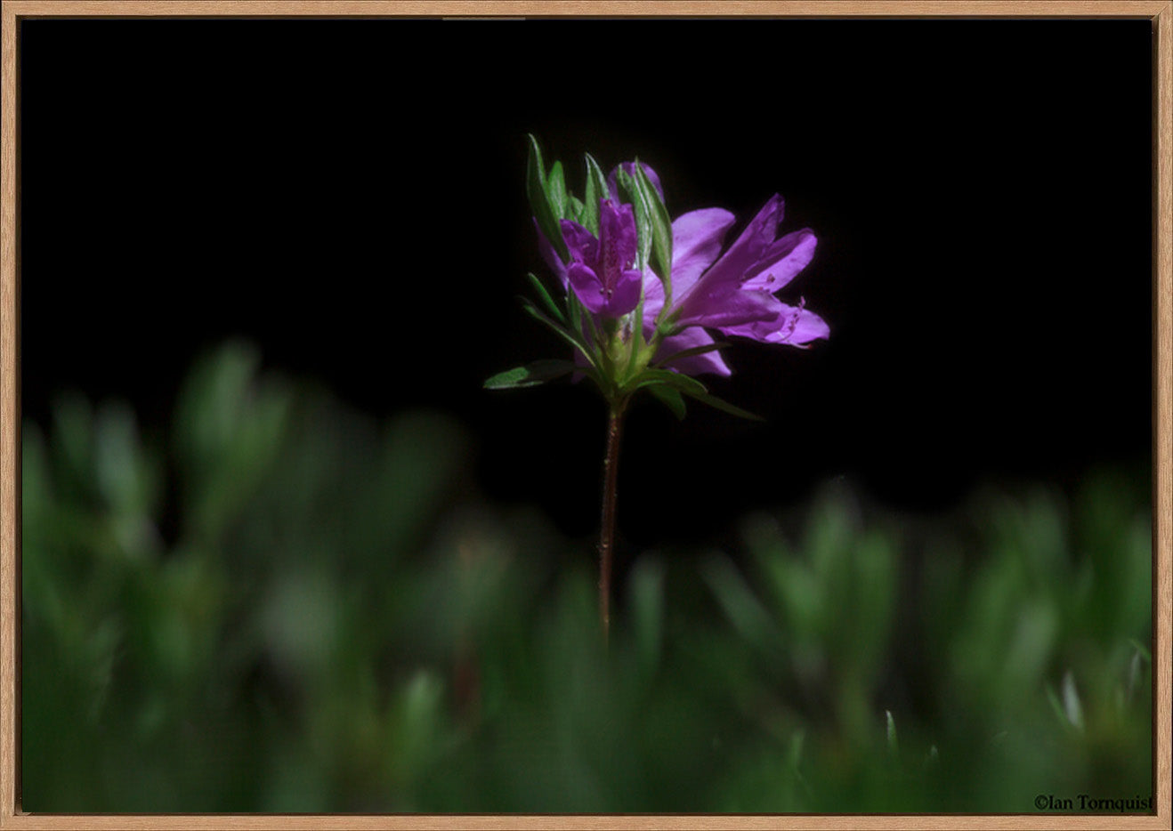 canvas_frame