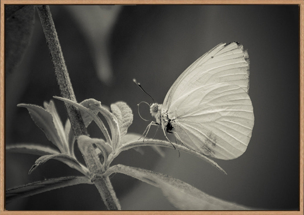 canvas_frame