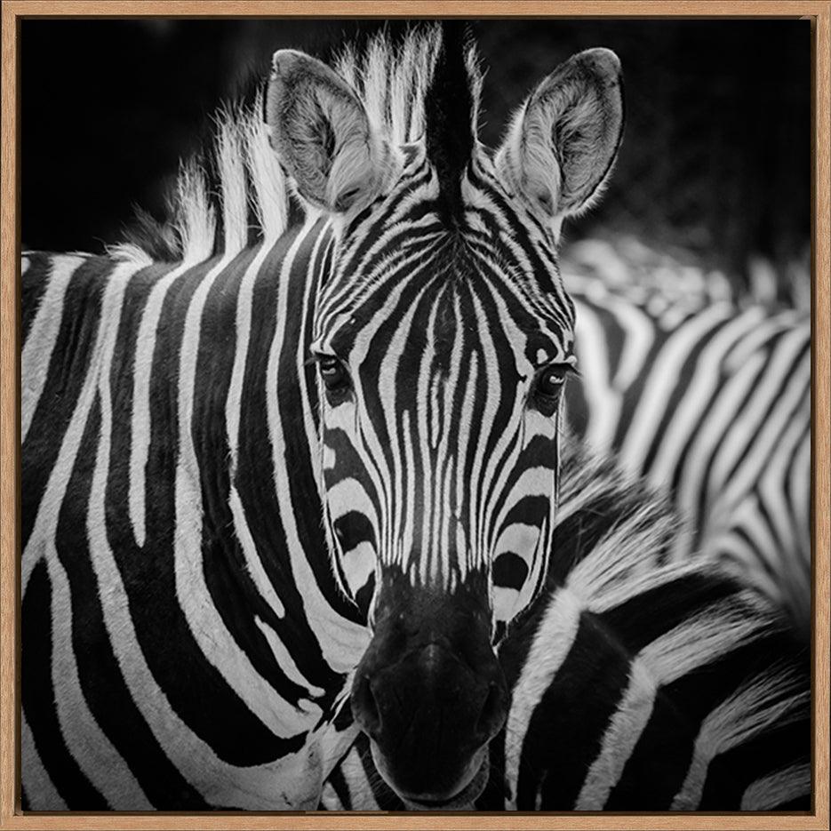 a08378851s ratio 1 animal zebra portrait - ArtFramed