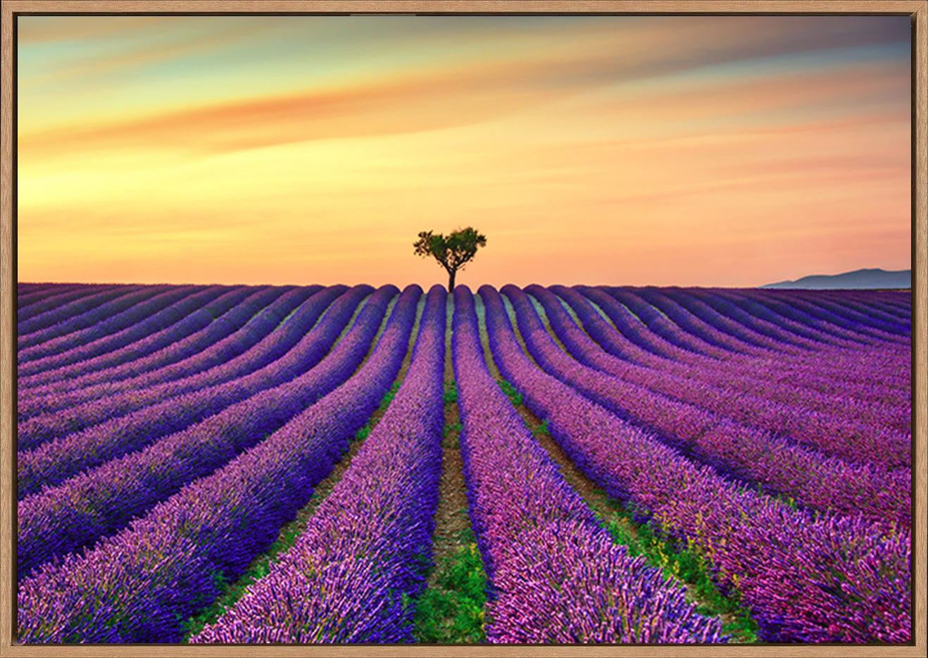 a15601213b Lavender And Lonely Trees Uphill On Sunset copy. Provence France - ArtFramed