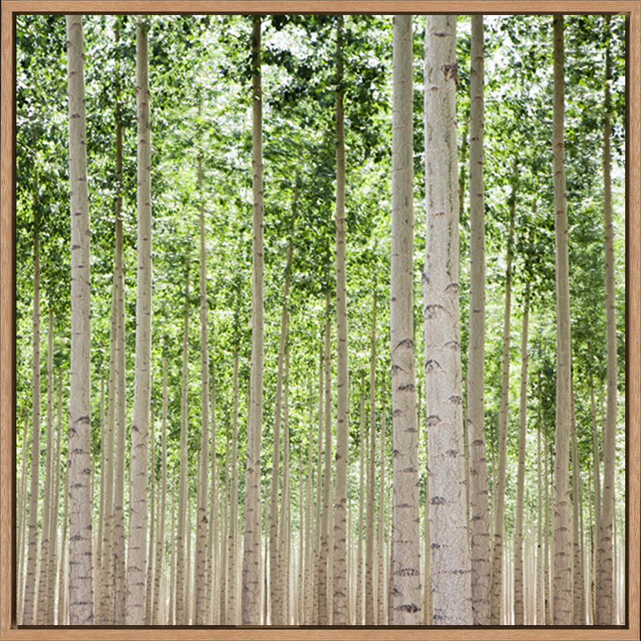 canvas_frame