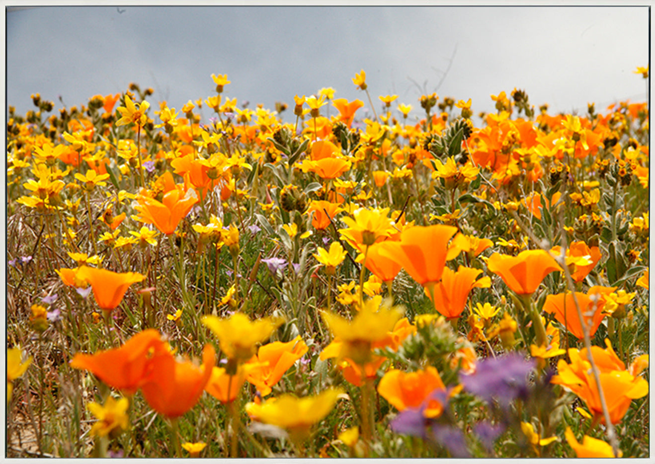 canvas_frame