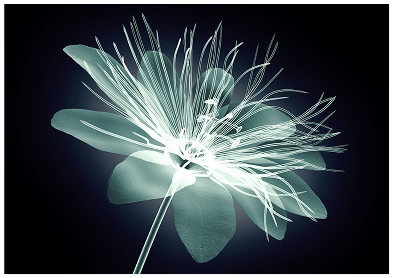canvas_frame