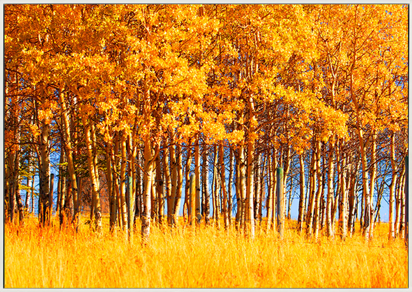 canvas_frame