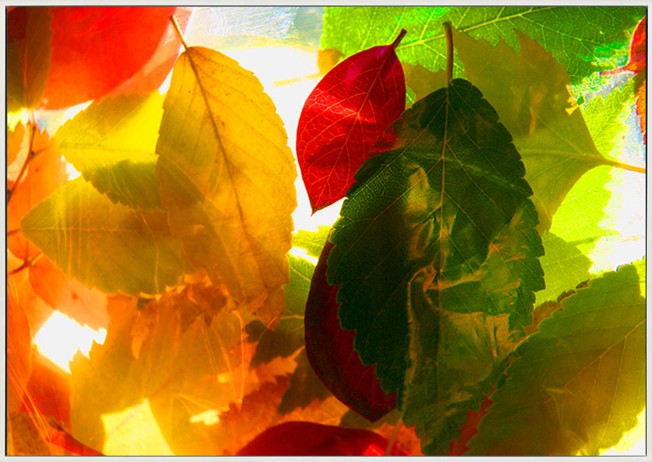 canvas_frame