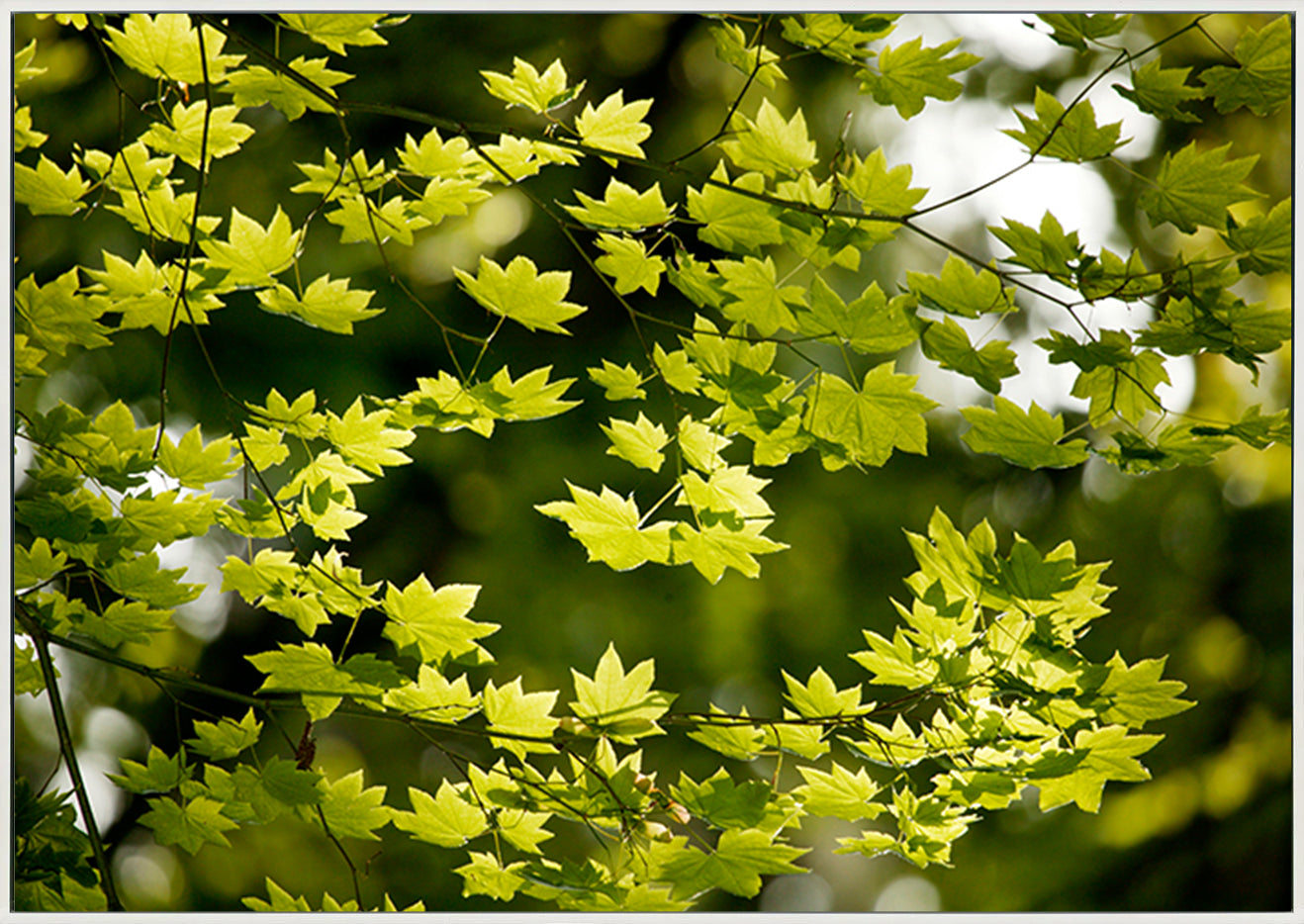 canvas_frame