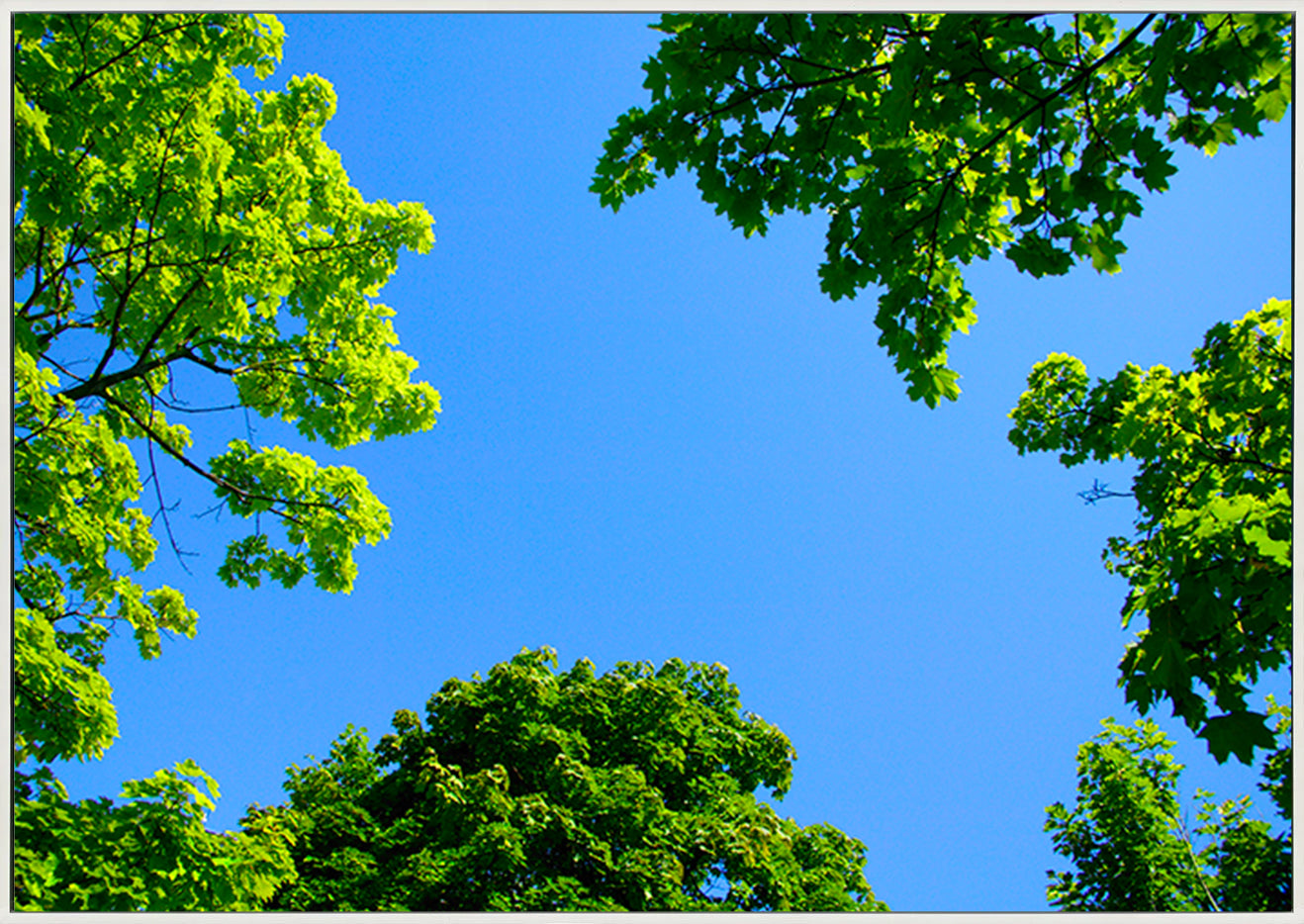 canvas_frame
