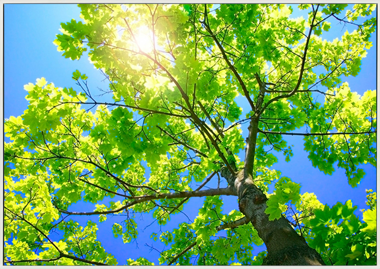canvas_frame