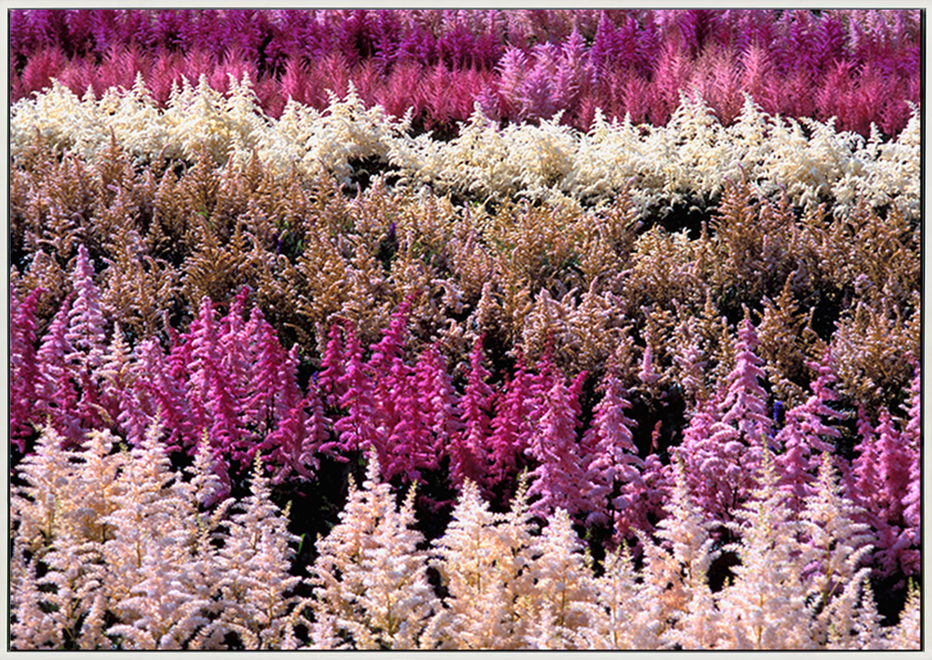canvas_frame
