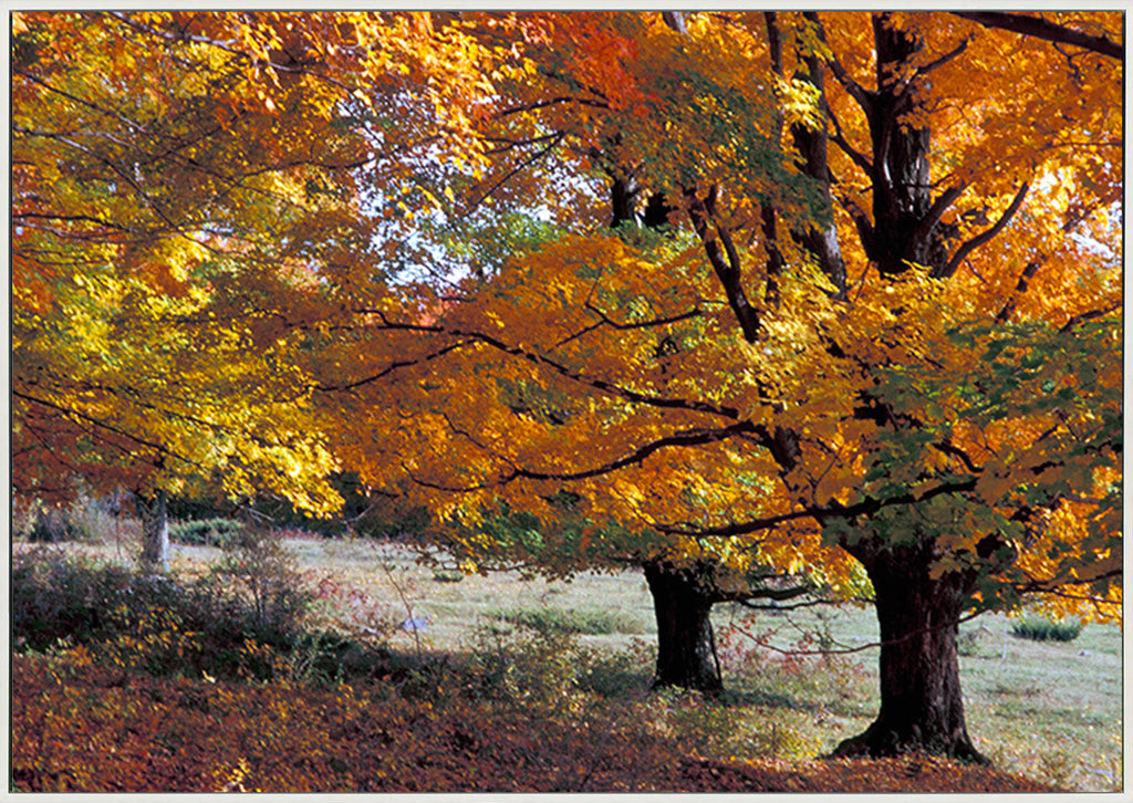canvas_frame