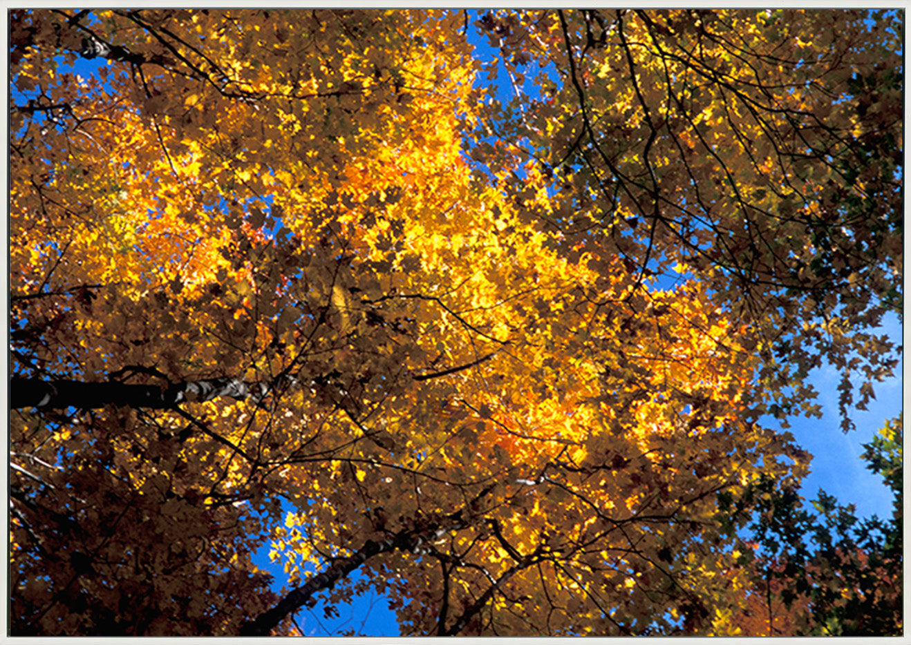 canvas_frame
