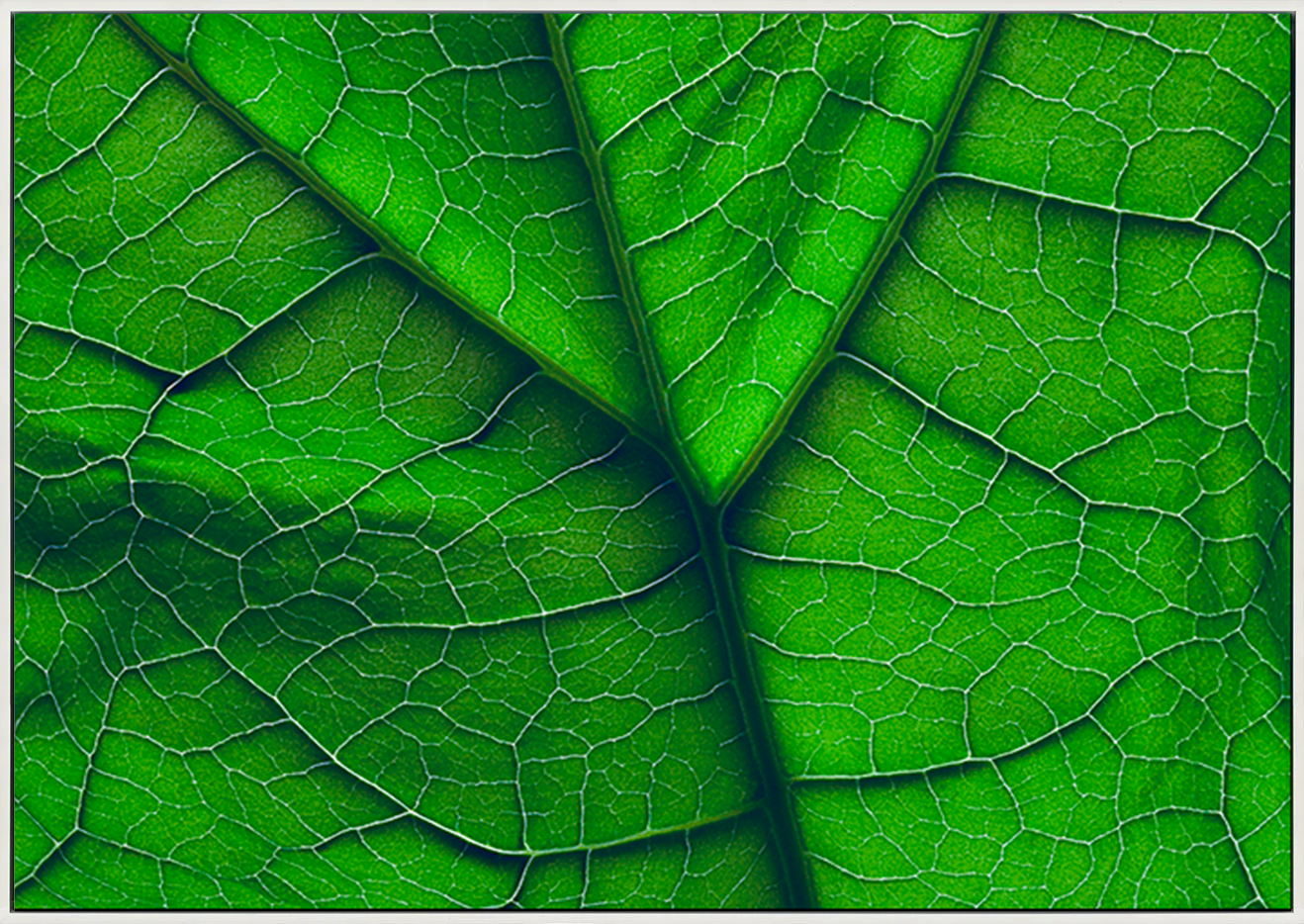canvas_frame