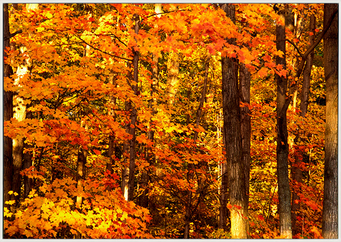 canvas_frame