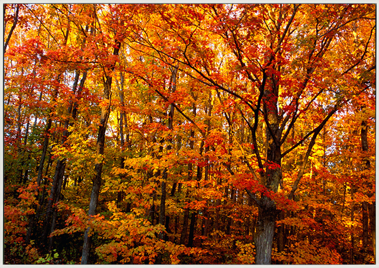 canvas_frame