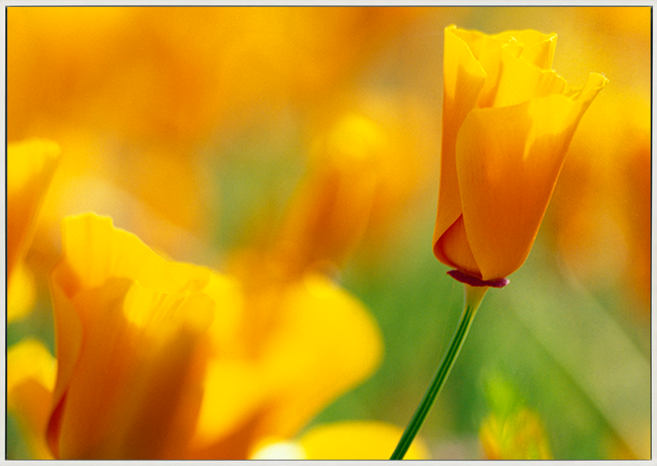 canvas_frame