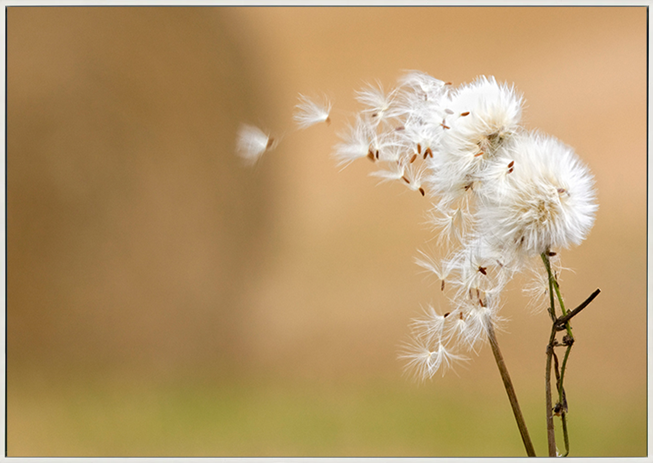 canvas_frame