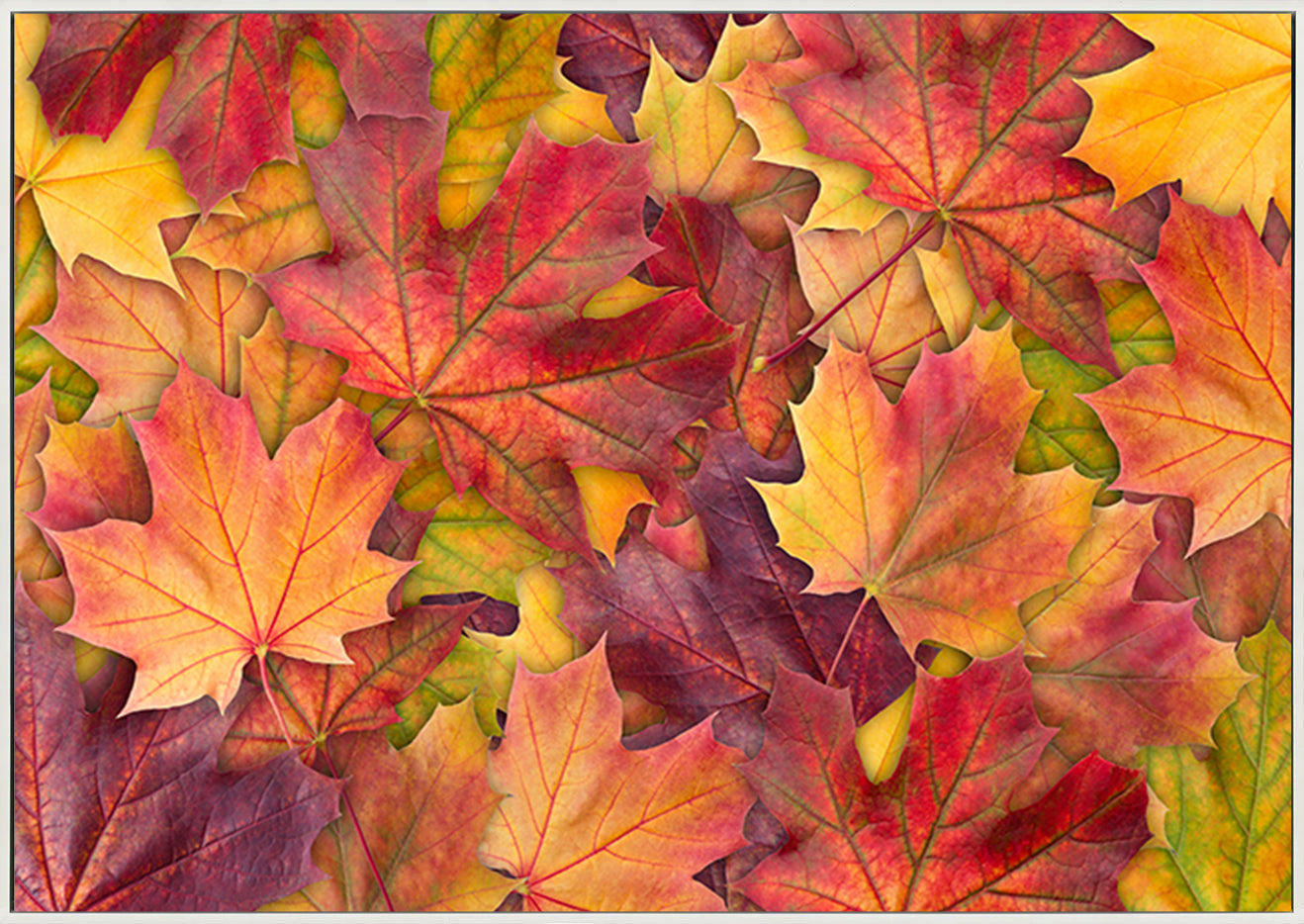 canvas_frame