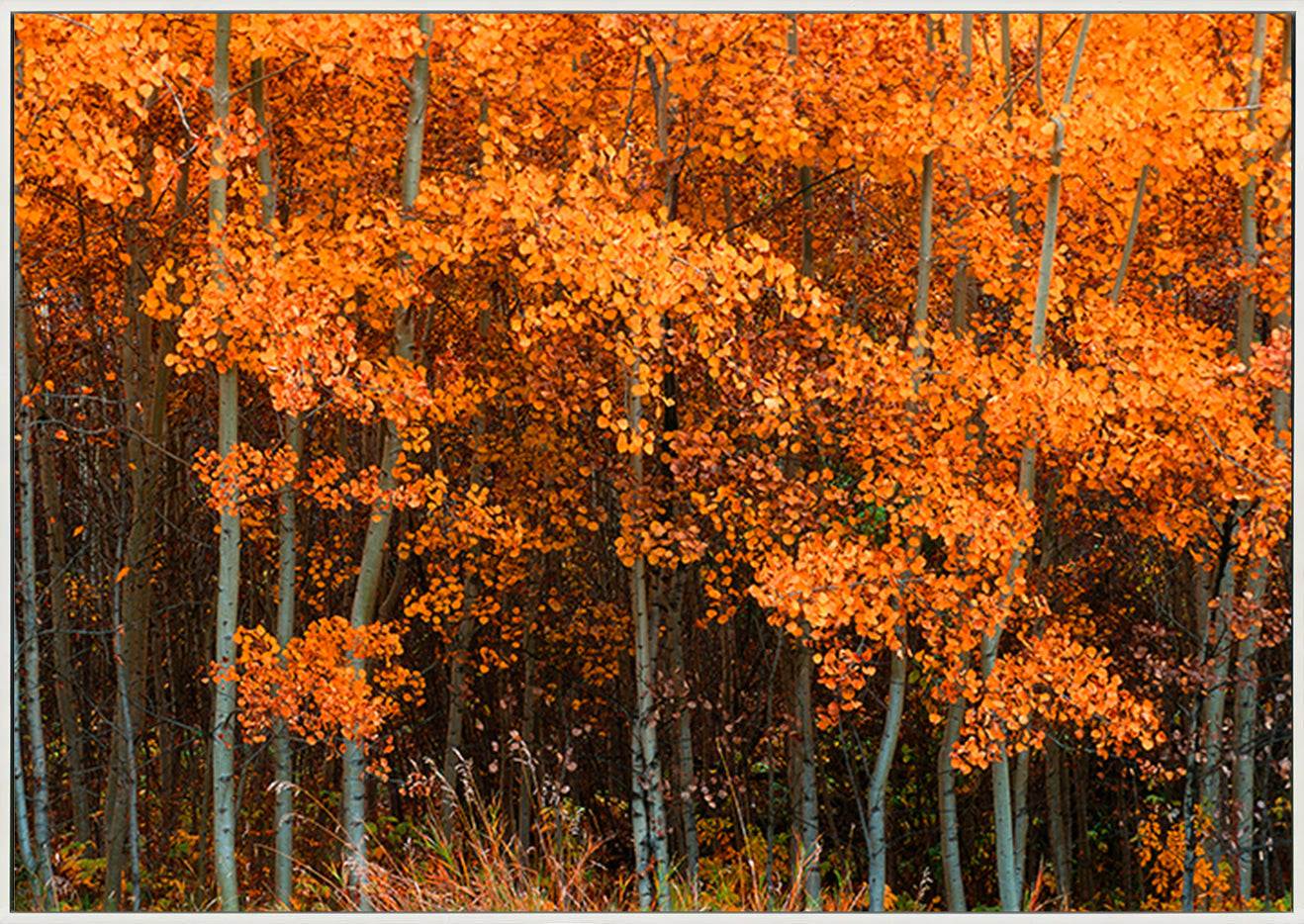canvas_frame