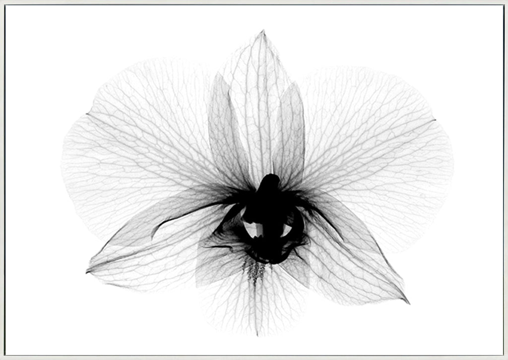 canvas_frame