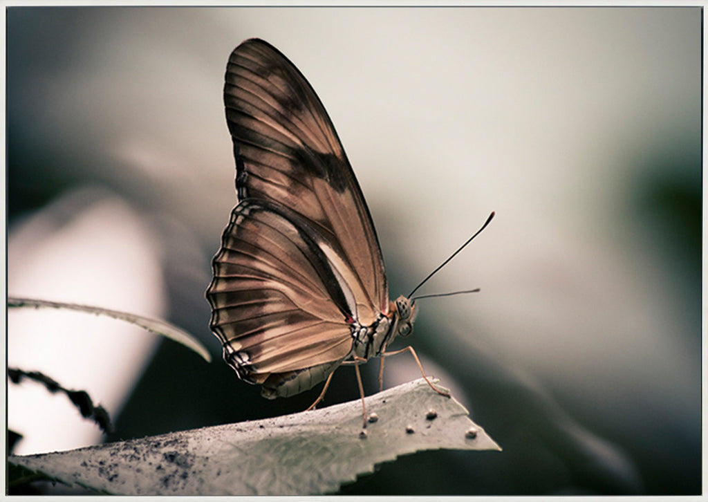 canvas_frame