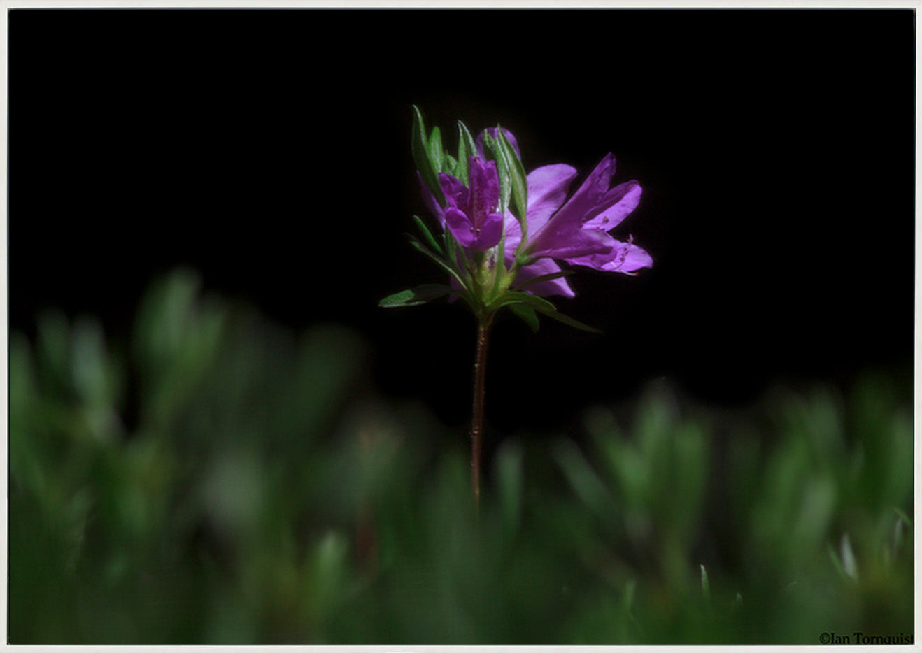 canvas_frame