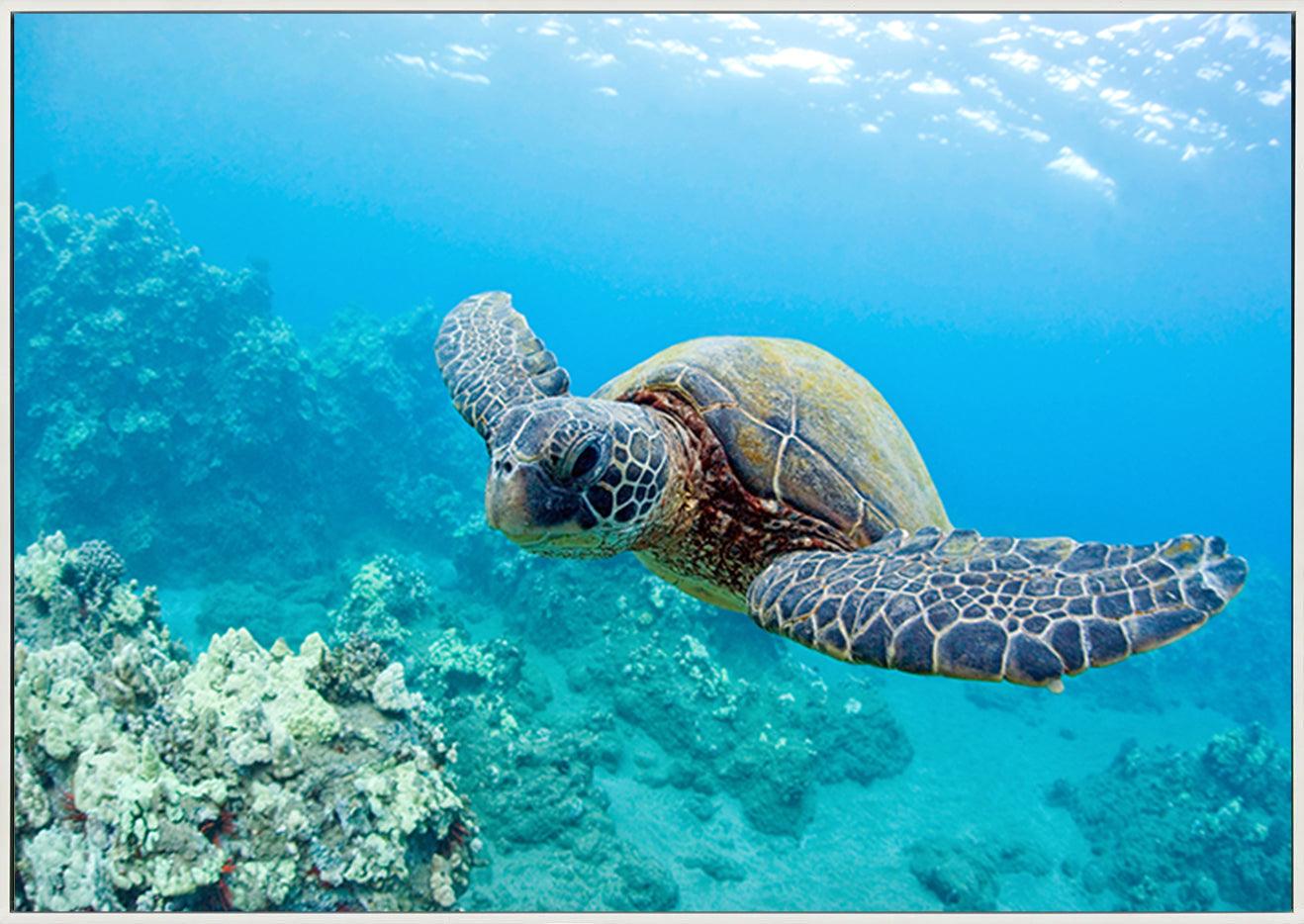 a0460652 turtle underwater copy - ArtFramed