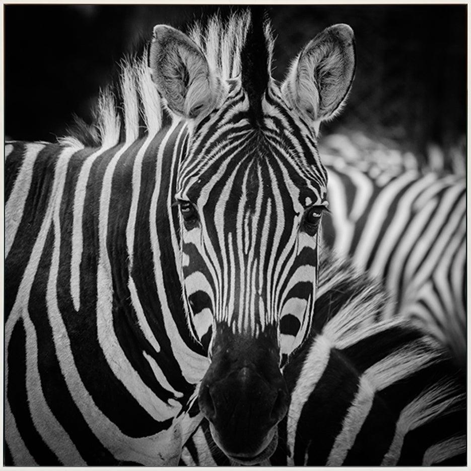 a08378851s ratio 1 animal zebra portrait - ArtFramed