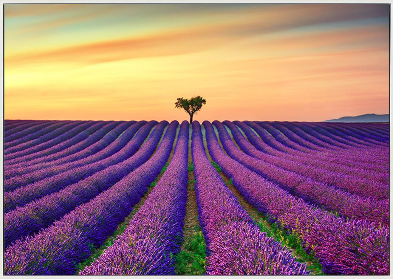 a15601213b Lavender And Lonely Trees Uphill On Sunset copy. Provence France - ArtFramed