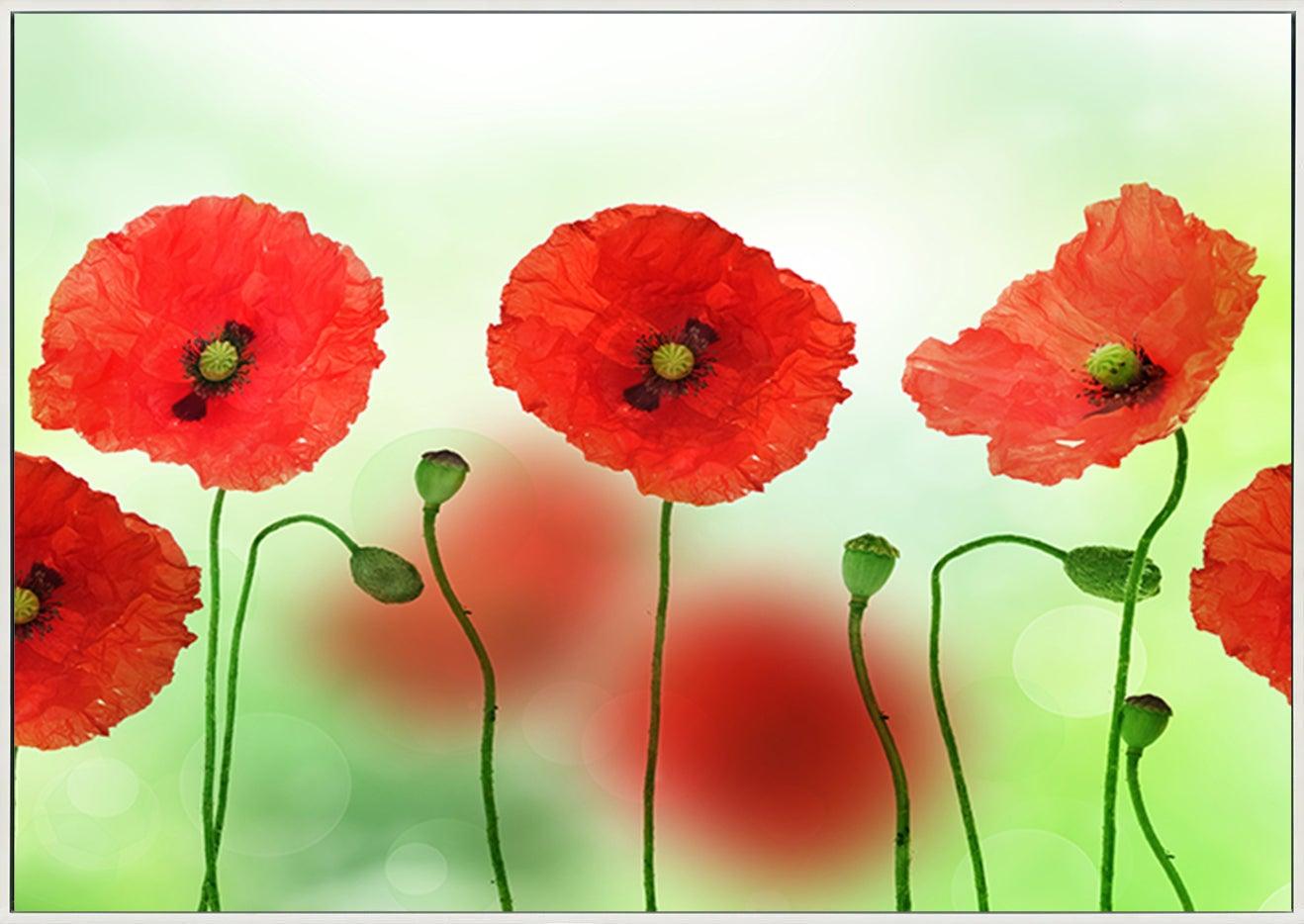 a2563057b Poppies copy - ArtFramed