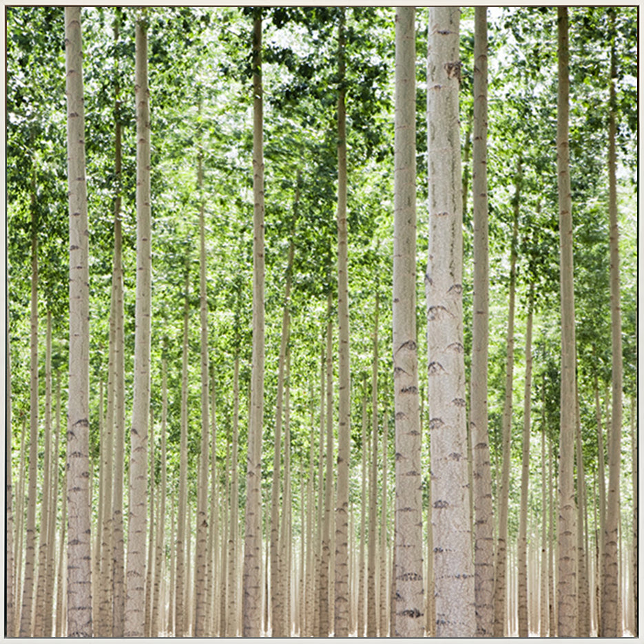canvas_frame