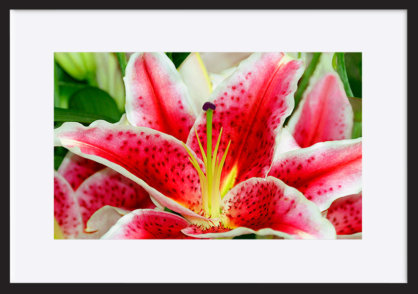 paper_frame