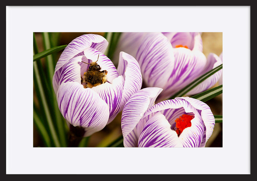 paper_frame